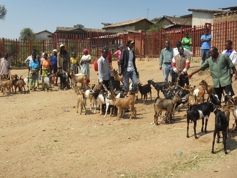 Ein Ziegenmarkt in Ruanda, Foto: Rolf Rüdiger Burkart